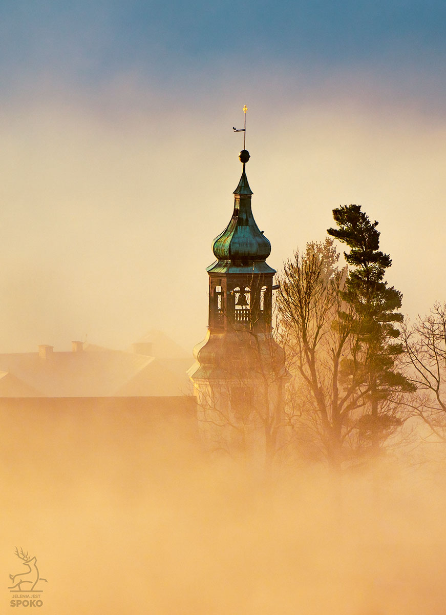 Sosnówka w mgłach