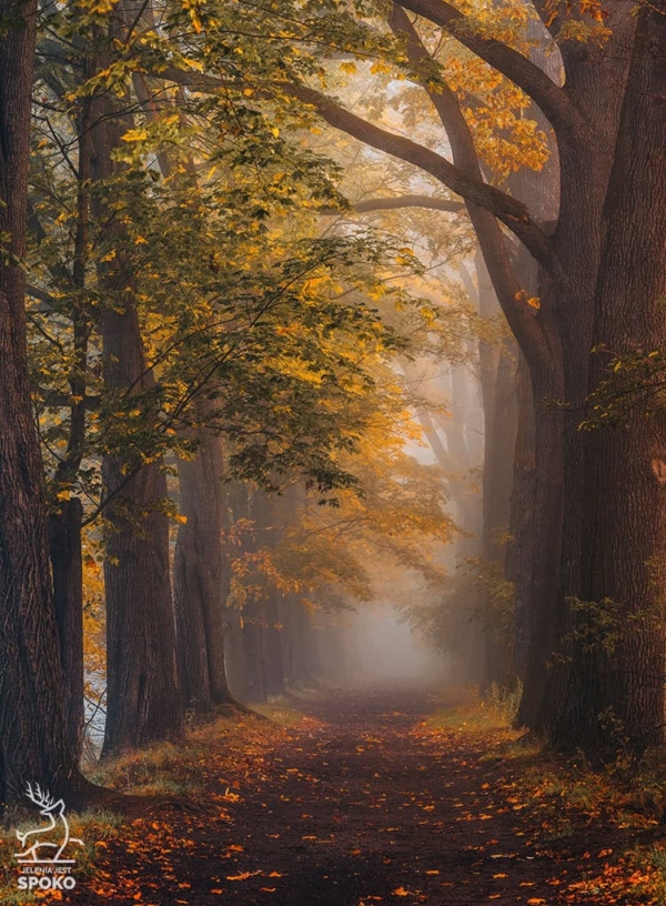 Aleja dębowo-klonowa w Cieplicach jesienią plakat od Jelenia jest SPOKO