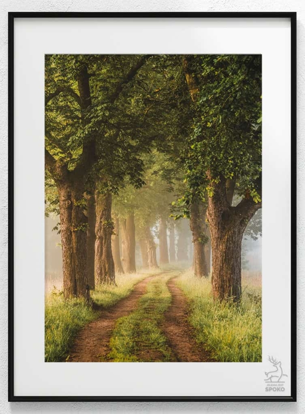 Aleja Stawy Podgórzyńskie 4 plakat od Jelenia jest SPOKO_wiz
