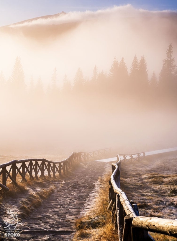 DRZEWA Za ścianą mgieł plakat od Jelenia jest SPOKO_full