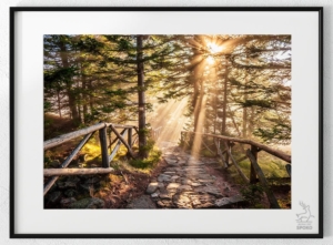 Leśna struga 3 plakat od Jelenia jest SPOKO_wiz