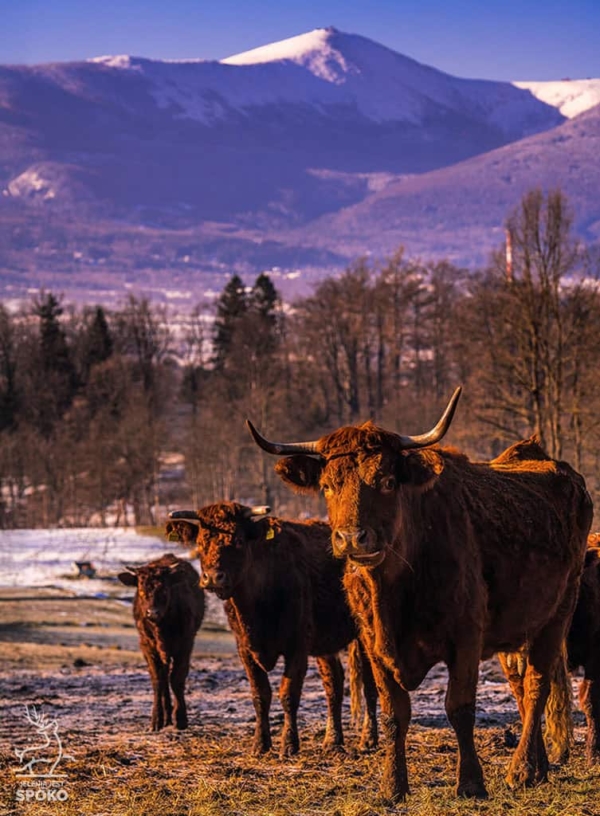 ŚNIEŻKA na wypasie plakat od Jelenia jest SPOKO_full