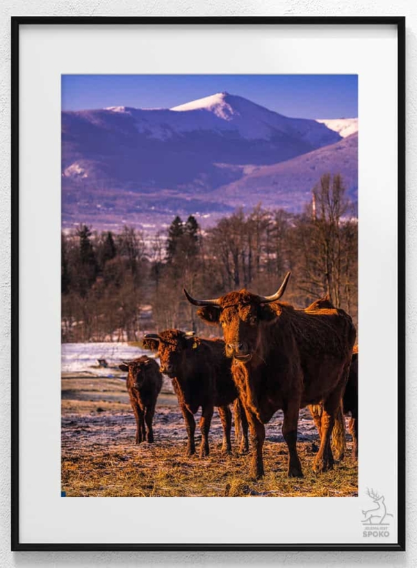 ŚNIEŻKA na wypasie plakat od Jelenia jest SPOKO_wiz