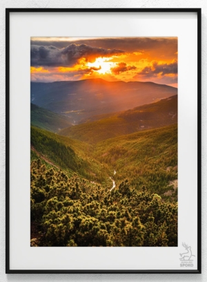 KOZIE GRZBIETY Promieniste 1 plakat od Jelenia jest SPOKO_wiz