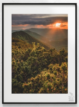 KOZIE GRZBIETY Promieniste plakat od Jelenia jest SPOKO_wiz