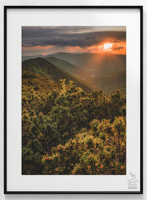 KOZIE GRZBIETY Promieniste plakat od Jelenia jest SPOKO_wiz