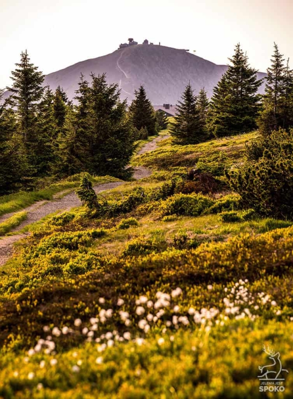 ŚNIEŻKA Wełnianki 1 plakat od Jelenia jest SPOKO_full