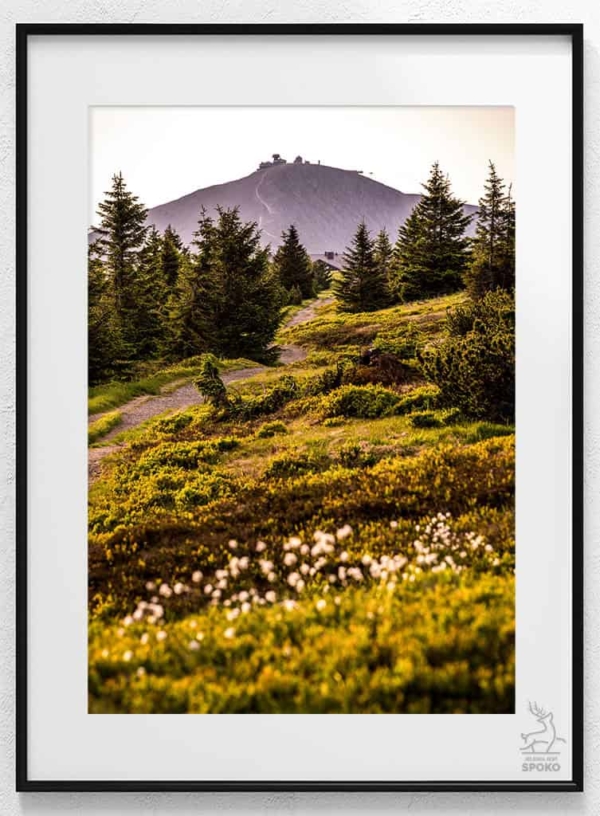 ŚNIEŻKA Wełnianki 1 plakat od Jelenia jest SPOKO_wiz
