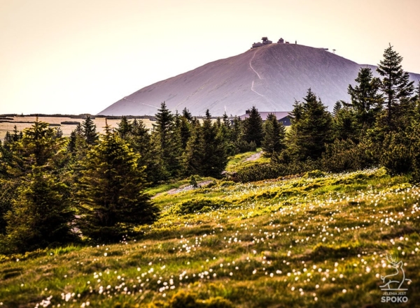 ŚNIEŻKA Wełnianki plakat od Jelenia jest SPOKO_full