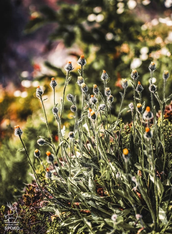 Zapach Karkonoszy 3 plakat od Jelenia jest SPOKO_full