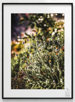 Zapach Karkonoszy 3 plakat od Jelenia jest SPOKO_wiz