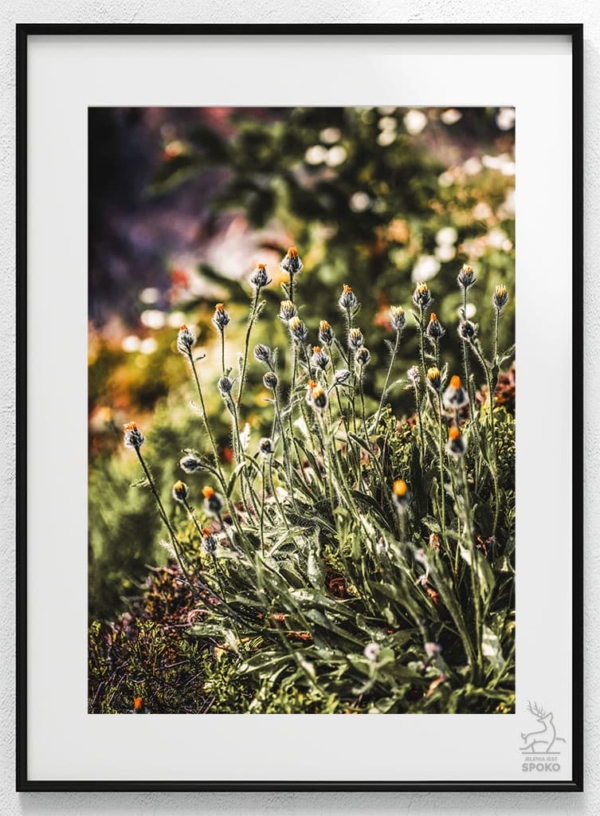 Zapach Karkonoszy 3 plakat od Jelenia jest SPOKO_wiz