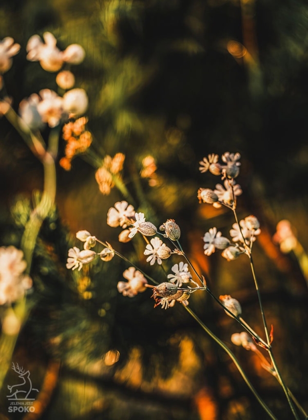 Zapach Karkonoszy plakat od Jelenia jest SPOKO_full
