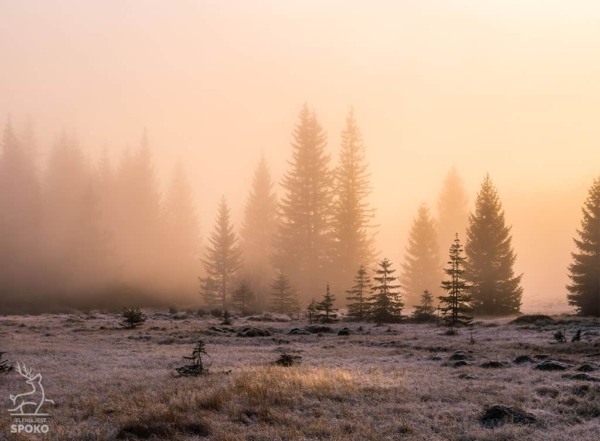 DRZEWA Przebłysk plakat od Jelenia jest SPOKO_full