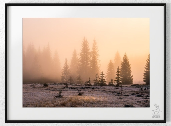 DRZEWA Przebłysk plakat od Jelenia jest SPOKO_wiz