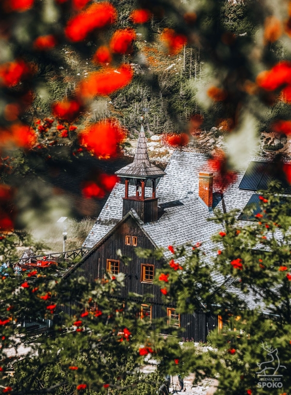 SCHRONISKA Samotnia Jarzębinowa plakat od Jelenia jest SPOKO_full SCHRONISKA Samotnia Jarzębinowa plakat od Jelenia jest SPOKO_full