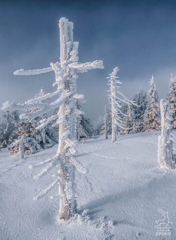 DRZEWA Śnieżny samotnik_full