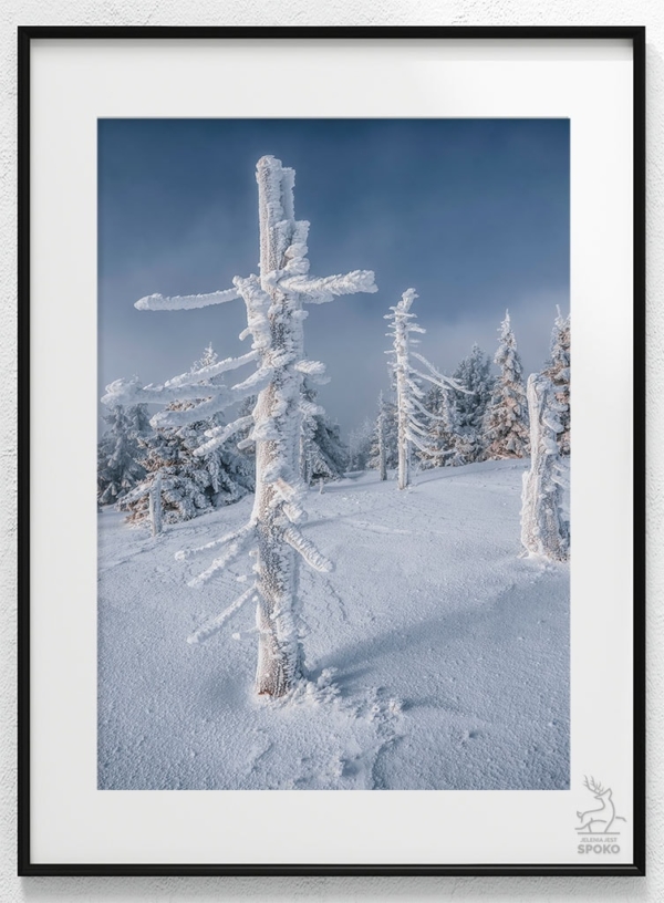 DRZEWA Śnieżny samotnik_wiz