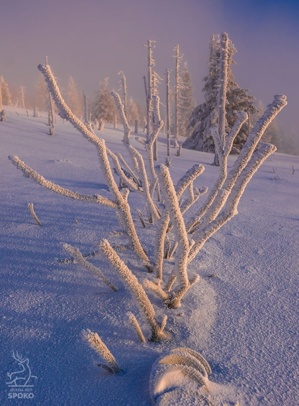 Karkonoski koralowiec_full Karkonoski koralowiec_full