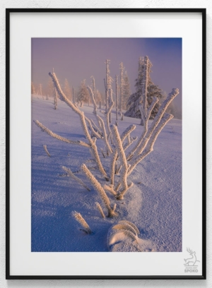 Karkonoski koralowiec_wiz