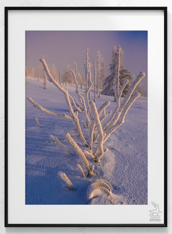 Karkonoski koralowiec_wiz Karkonoski koralowiec_wiz