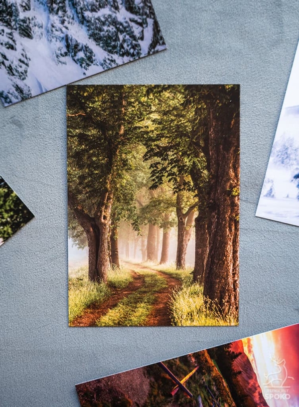Zestaw pocztówek od Jelenia jest SPOKO Zestaw pocztówek od Jelenia jest SPOKO