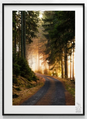 Karkonoskie Szlaki W jesiennym lesie_wiz