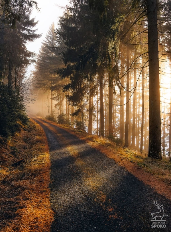 Karkonoskie Szlaki W jesiennym lesie_full Karkonoskie Szlaki W jesiennym lesie_full