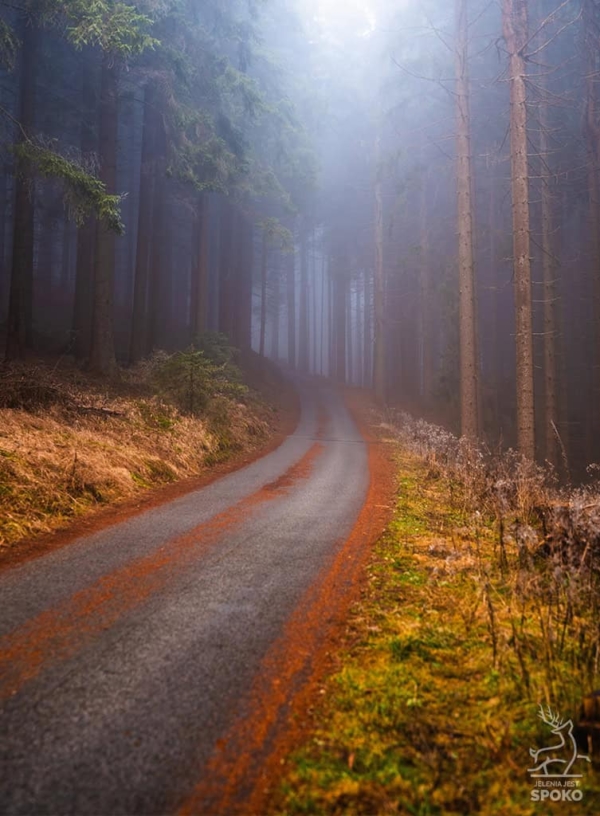 W karkonoskim lesie 2_full