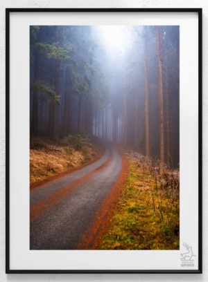 W karkonoskim lesie 2_wiz