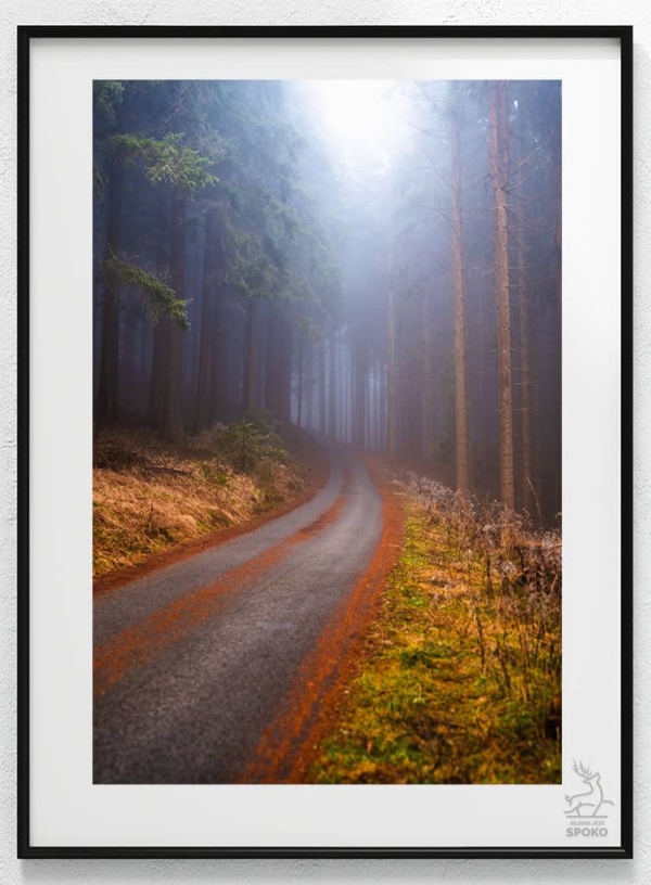 W karkonoskim lesie 2_wiz