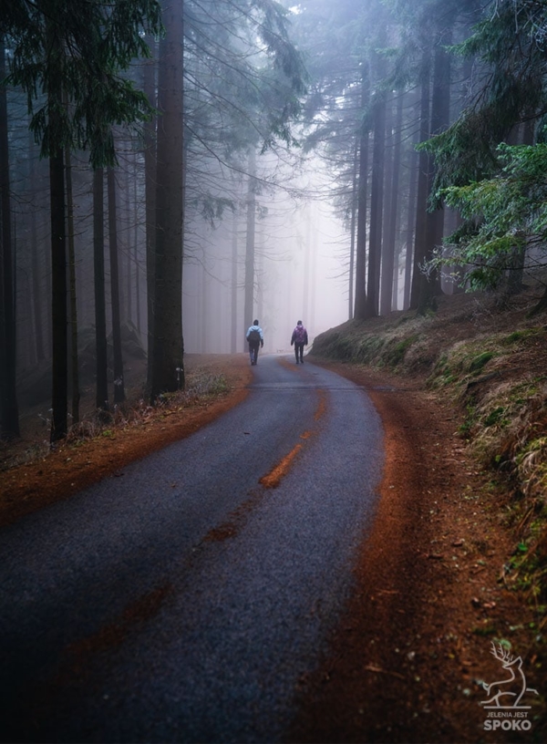 W karkonoskim lesie 3_full