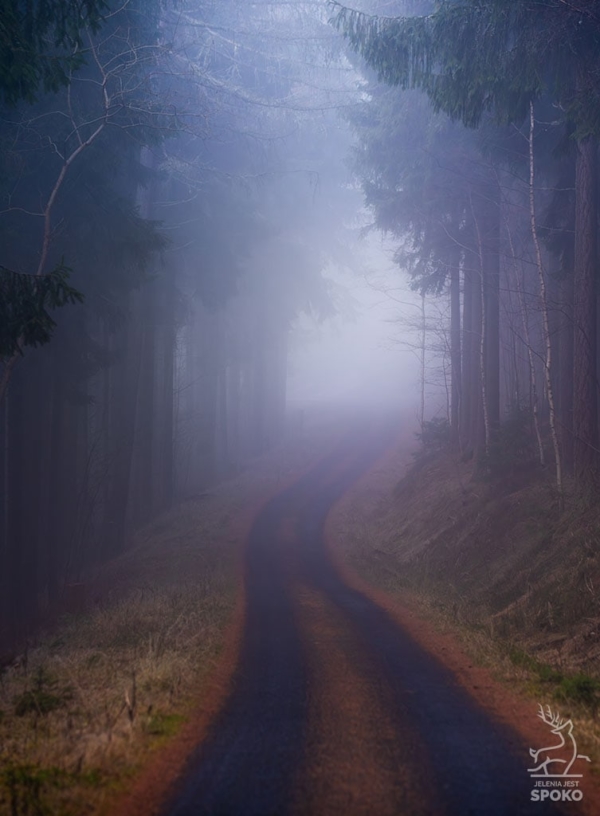 W karkonoskim lesie 4_full