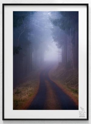 W karkonoskim lesie 4_wiz