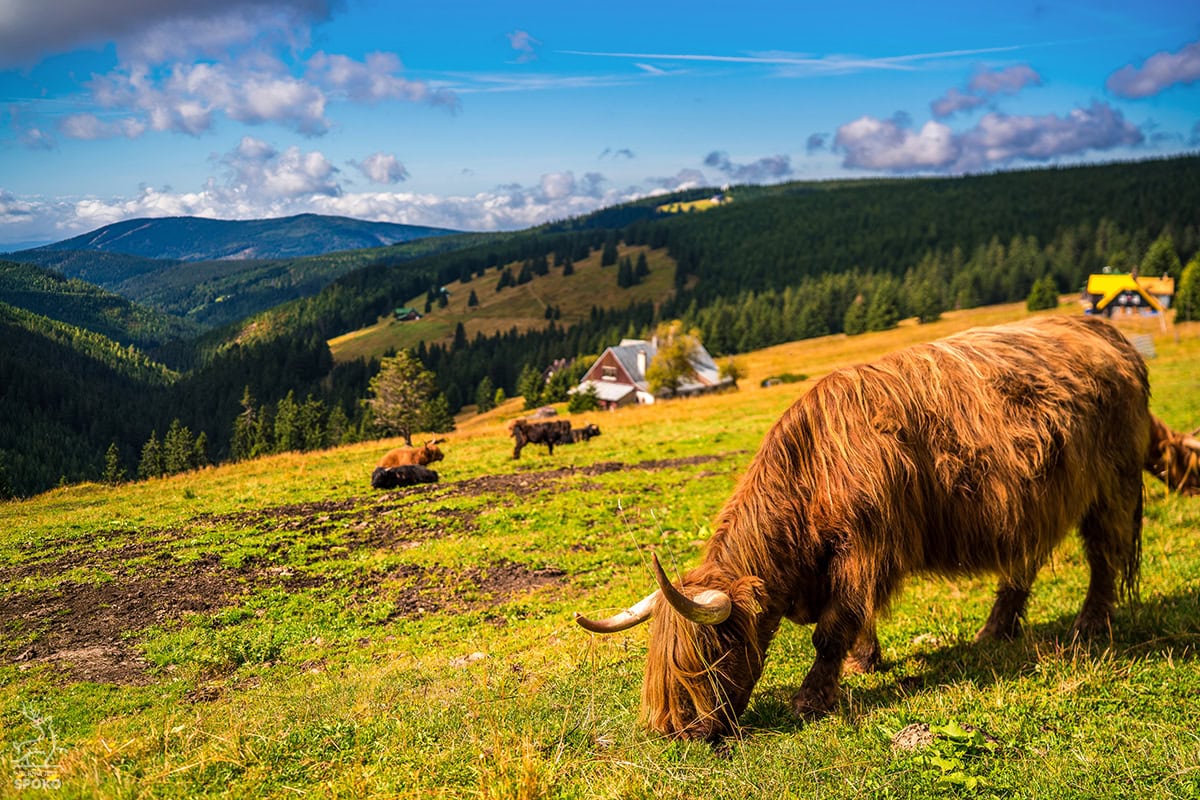 Pec pod Śnieżką od Jelenia jest SPOKO Klinove boudy od Jelenia jest Spoko