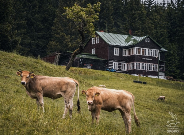 BOUDA Na wypasie 2 od Jelenia jest SPOKO_full