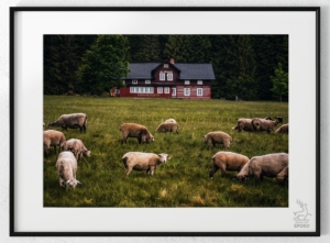 BOUDA Na wypasie 5 plakat od Jelenia jest SPOKO_wiz