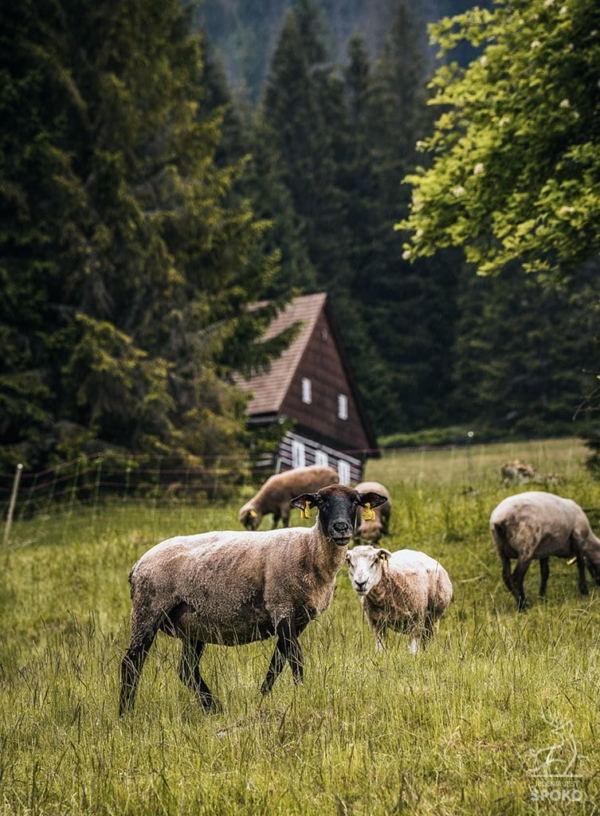 BOUDA Na wypasie od Jelenia jest SPOKO_full BOUDA Na wypasie od Jelenia jest SPOKO_full