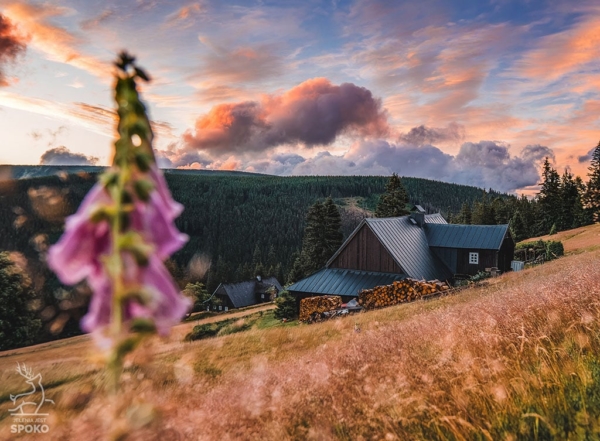 BOUDA Naparstnica 2 plakat od Jelenia jest SPOKO_full BOUDA Naparstnica 2 plakat od Jelenia jest SPOKO_full