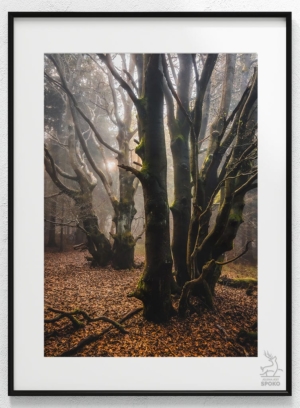 DRZEWA Nawiedzony las 4 plakat od Jelenia jest SPOKO_wiz